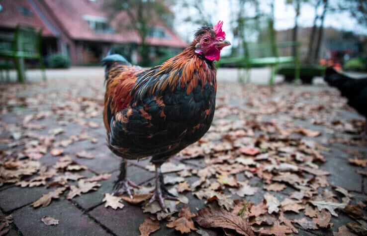 kip herfst rui veren welkoop